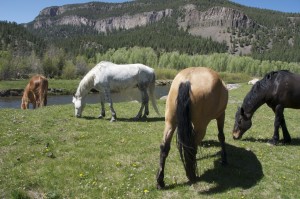 Some of the 130 or so Rainbow Trout Ranch horses– Yukon, Gunsmoke, Ford and Riata.