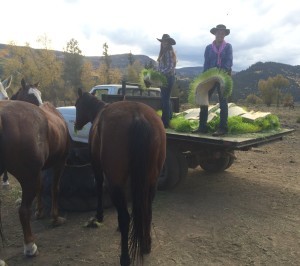 The dude ranch wranglers feeding hydroponic hay “biscuits.”