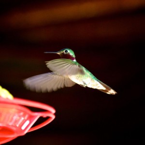 Hummingbird on the Lodge porch
